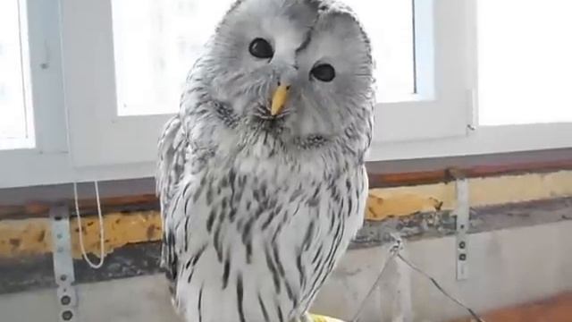 Длиннохвостая неясыть говорит "урурур" - Ural owl says "ururu"