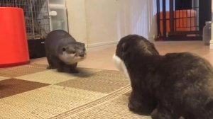 Выдре подарили выдру