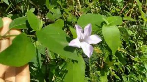 Carolina Wild Petunia/Ruellia Simplex/Summer flower.