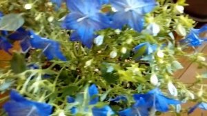 Кампанула жених и невеста уход в домашних условиях