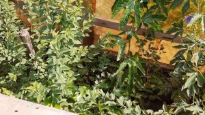 Опыление пассифлоры Индиго. Опылитель Церулея.