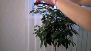 Обрезка фикуса Делаем модную стрижку