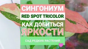 Как добиться яркости у сингониума ред спот триколор Syngonium red spot tricolor