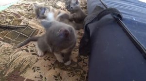 В ДОМЕ НА КУБАНИ / КУРОЧКИ ПОПРАВИЛИСЬ Я  ОДНА, А ИХ ТРОЕ