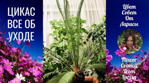 ЦИКАС ВСЕ ОБ УХОДЕ 20.12.2019