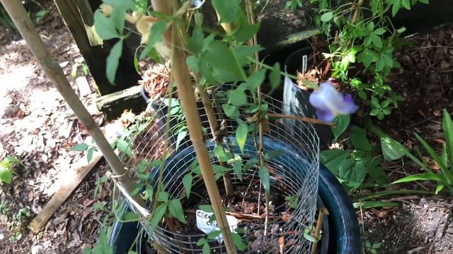 Flora of Central Florida: Clematis crispa, Swamp Leatherflower смотреть онлайн
