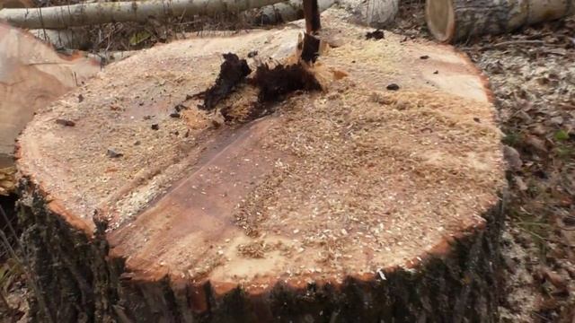 Валка дерева Двумя бензопилами Свалили, а пень продолжает качать воду Felling trees