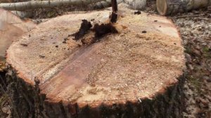Валка дерева Двумя бензопилами Свалили, а пень продолжает качать воду Felling trees