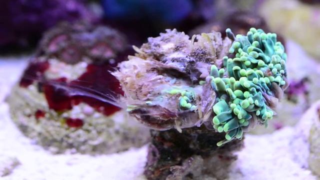 Бурое желе на Эуфилии смотреть онлайн