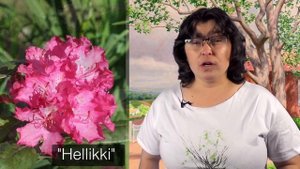 Обзор рододендронов: финские зимостойкие сорта