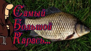 Самый большой Карась которого я поймал, рыбалка на карася с берега на донки
