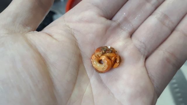 【ヤドカリ料理編】料理　貝をとりに磯まで行ったけど、取れたのは、予想外でした！？！EP.008 смотреть онлайн