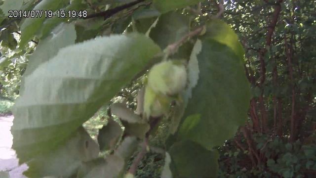 Как растут орехи в лесу? смотреть онлайн