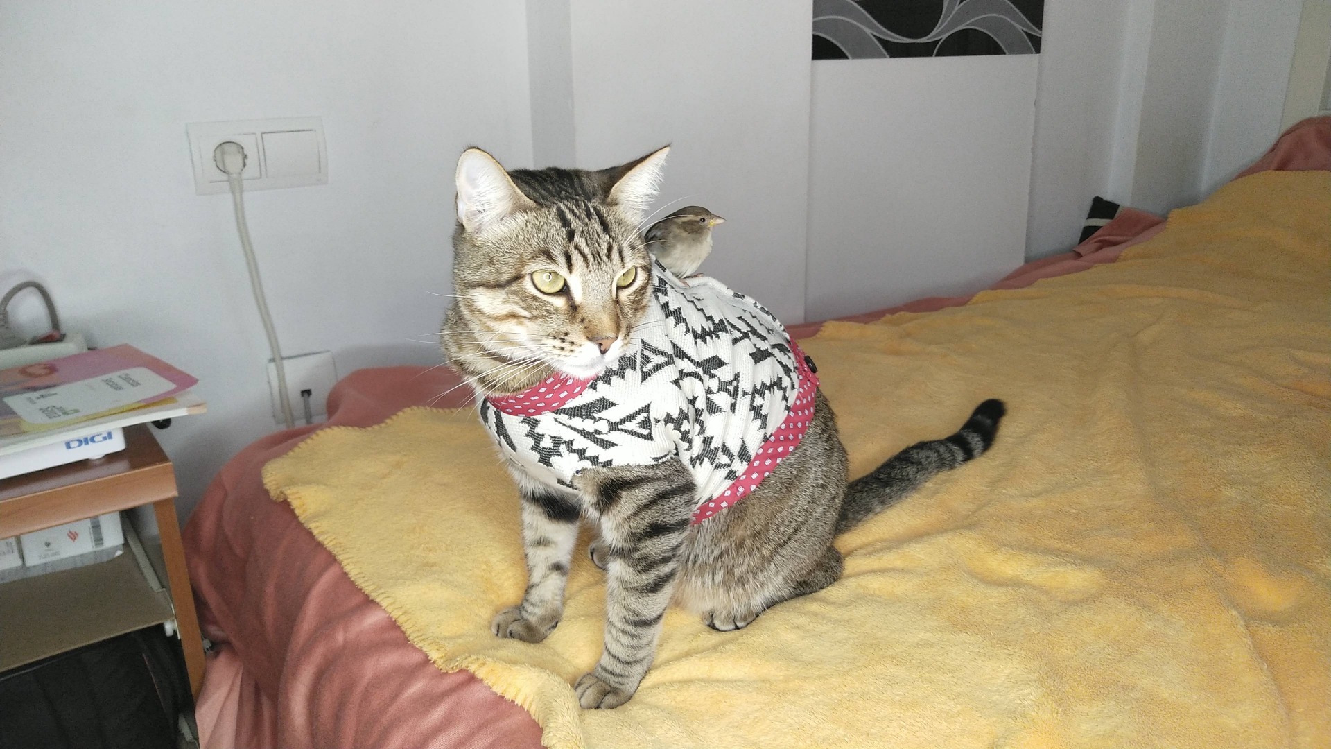 Воробей оседлал кота и заставляет его катать себя смотреть онлайн