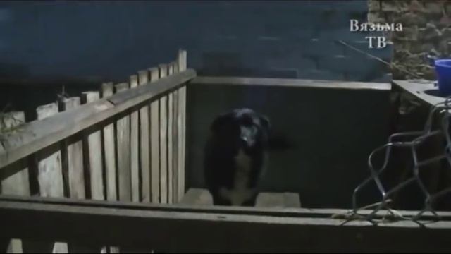 70 бездомных животных нашли новое жилище в приюте «Дом добра» в Андрейково