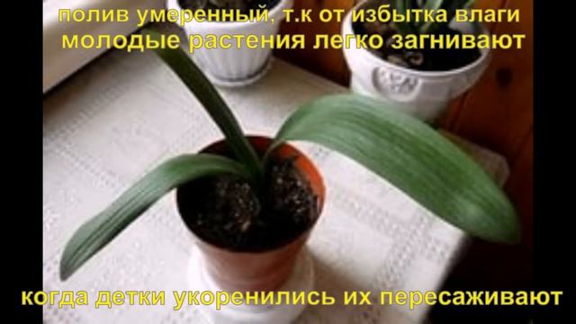 Вегетативное размножение Кливии смотреть онлайн