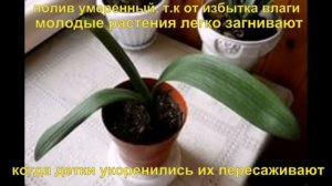 Вегетативное размножение Кливии