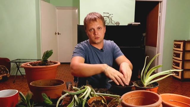 Рассаживаю Алое. Какие ошибки исправил? смотреть онлайн