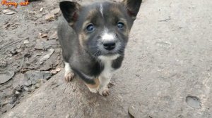 Голодные щенки хотят кушать, МАМА против