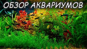 Обзор аквариумов! Начал продажу растений!