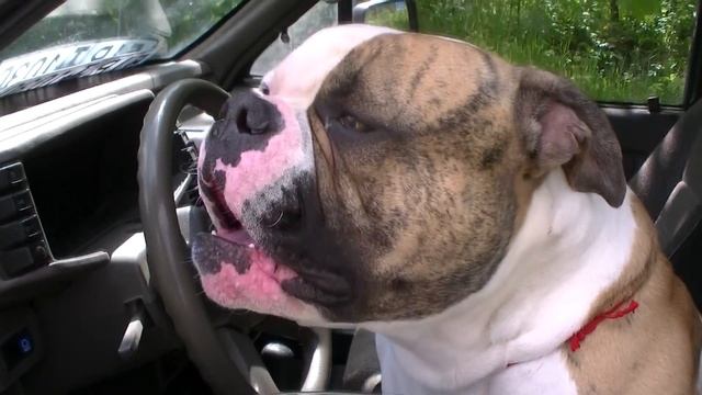 Американский бульдог Брайс-водитель. #americanbulldog #американскийбульдог смотреть онлайн