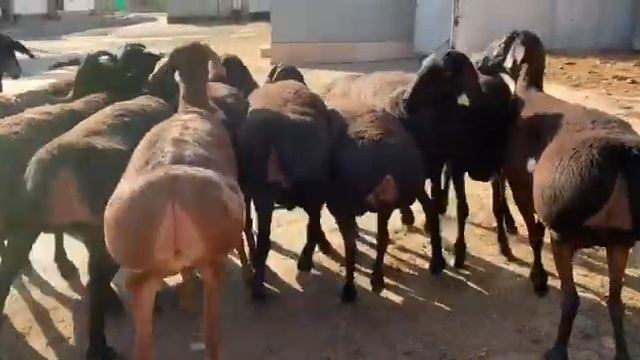 355 Гиссарские овцы матки..