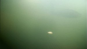 Как поймать форель на раттлин. Подводная съемка форели