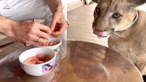 пума, которая обожает креветки! Пума Месси - гурман