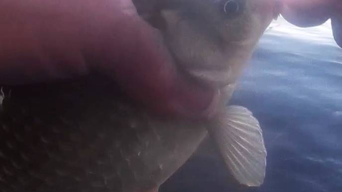 Вечерний клев на реке Ахтуба с приключениями