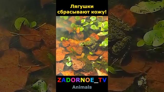 Лягушки сбрасывают кожу!