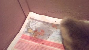 ПОМОГИТЕ, ПОСОВЕТУЙТЕ, ГУСЯТА УМИРАЮТ, ЧТО ЗА БОЛЕЗНЬ? КАКИМИ АНТИБИОТИКАМИ ЛЕЧИТЬ?