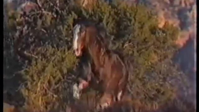 Budweiser Light 1982 09 18 Clydesdale running in field