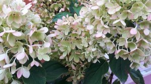 Гортензия метельчатая (Hydrangea paniculata) Пинклайт
