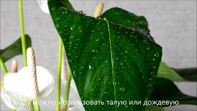 Уход за листьями и цветами антуриума смотреть онлайн