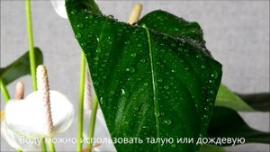Уход за листьями и цветами антуриума