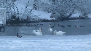 Гоша распушил перышки. Зимняя сказка.