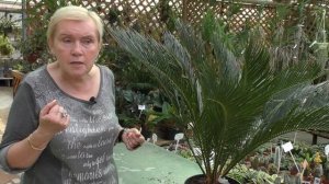 Саго́вник или Ци́кас.