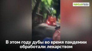 Как в Бишкеке в 2020году  успешно боролись  с минирующим пилильщиком на дубах