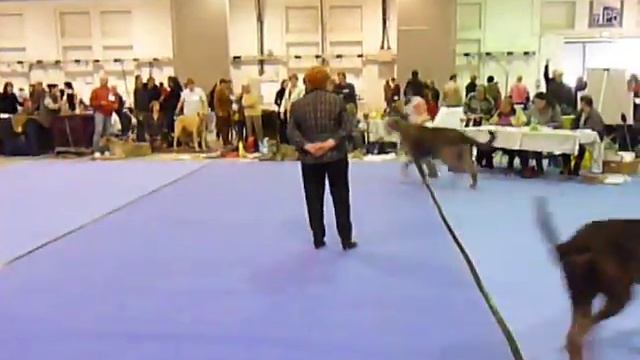 Dresden CACIB show 10.4.2010 - Best male смотреть онлайн