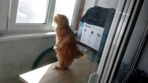 Кошка стоит на задних лапах