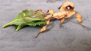 МОЙ АВСТРАЛИЙСКИЙ ПАЛОЧНИК ПОВЗРОСЛЕЛ