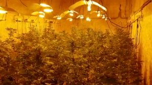 В деревне Мисцево обнаружена плантация конопли. Задержаны два жителя ближнего зарубежья