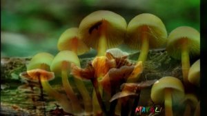 Грибы Мицены Бывают Разными. Экзотические и Необыкновенные Грибы.