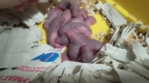 Наша крыса родила! 14 крысят! ❀ Крысопедия