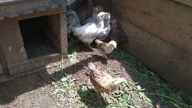 Отлучение цыплят от квочки)))