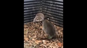 Еноты. Смешные видео. Лучшие приколы с енотами