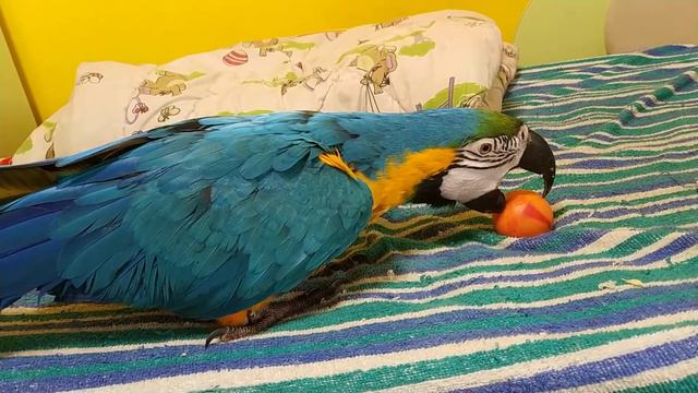 Попугай ара кормит мячик смотреть онлайн