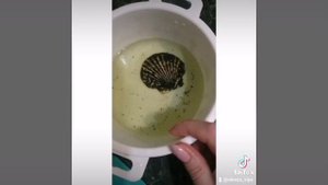 Алоэ. Польза и вред для организма.