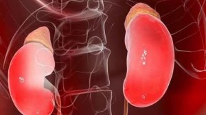 «Простой способ»: как проверить свои почки и какие анализы необходимо сдать