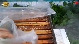 пчеловодство, обработка от клеща пижма, обработка от клеща пижмой